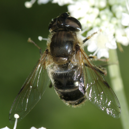 Eristalis sp.